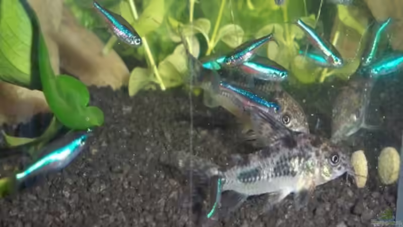 Neons / Panzerwelse von Pätti (11)