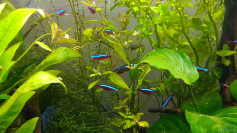 Neons - Schüchtern von Shiro13 (3)