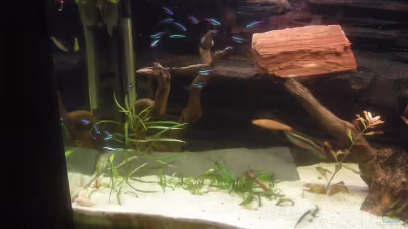 Neons, Albino Fransenlipper, Albino Panzerwelse, Leopard Bärblinge und Purpurprachtbarsch Männchen von Jermaine Manassee (6)