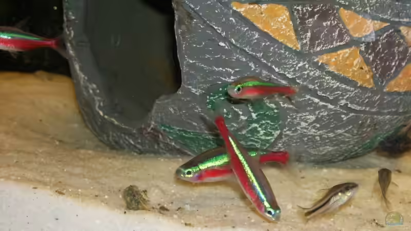 Neons, Zwergpanzerwelse von Steffen Wenzel (12)