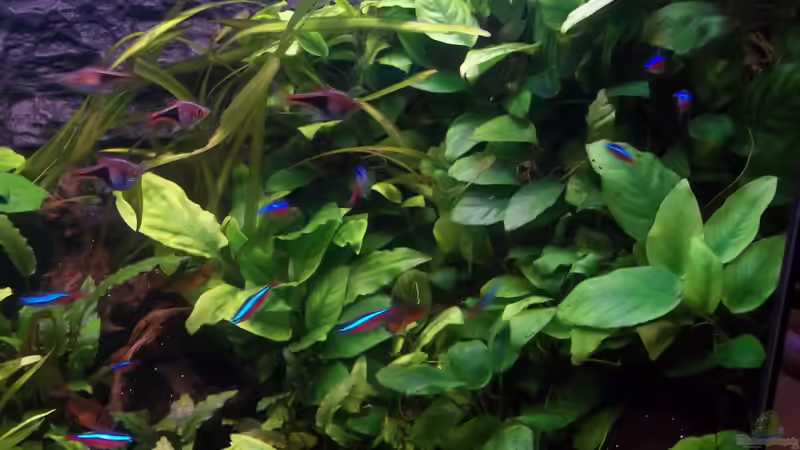 Neons & Keilfleckbärblinge von Niko P. (24)