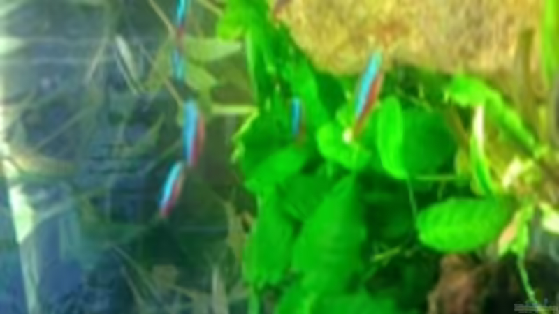 Neons ein teil meines schwarms von Felix Braune (5)