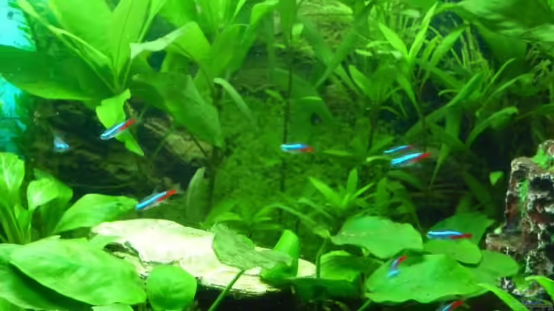 Neons im kleinem Schwarm von Noreia (26)