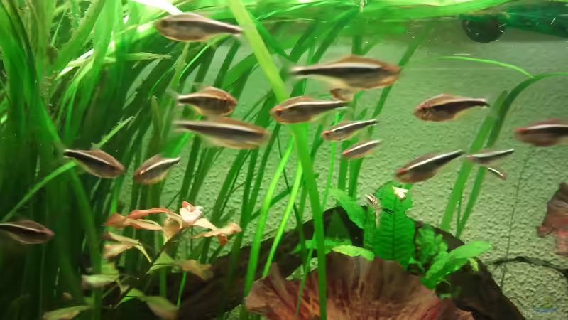 Neons im Schwarm von Zebraschecke (36)