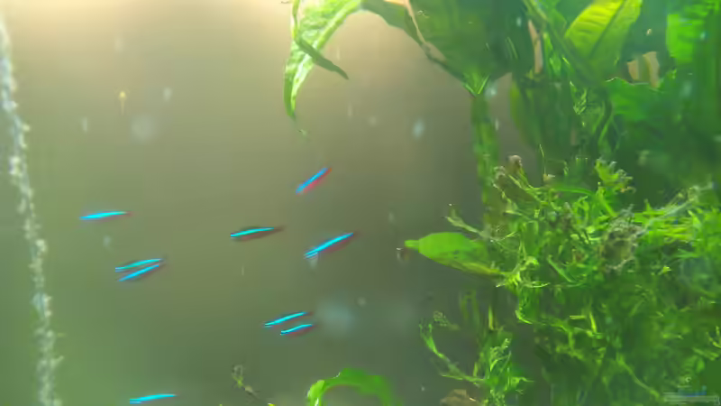 Neons im Sturzflug zum Futter von Thorsten G. (30)