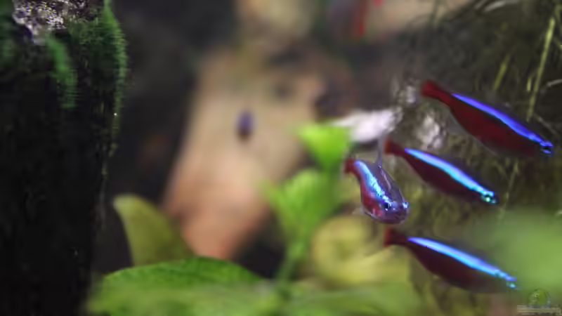 Neons in ´Aktion´ von Andy Weiss (33)