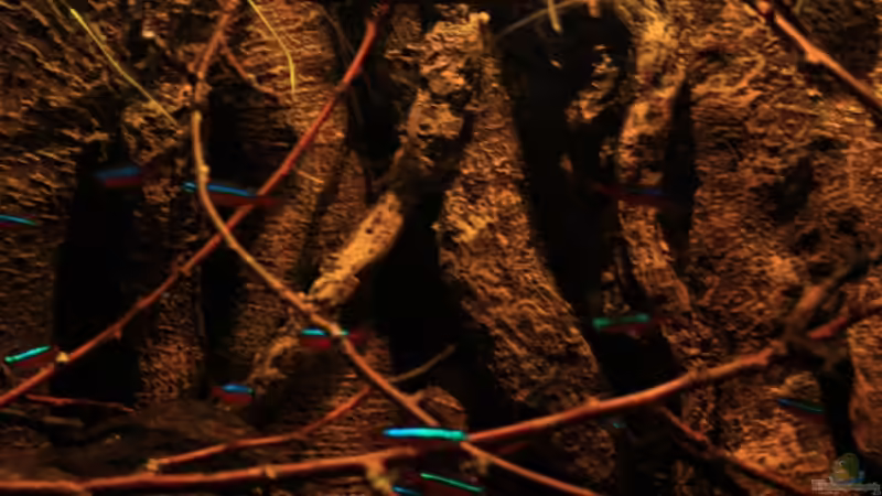 Neons in der Mitte des Beckens von Florian Bandhauer (20)