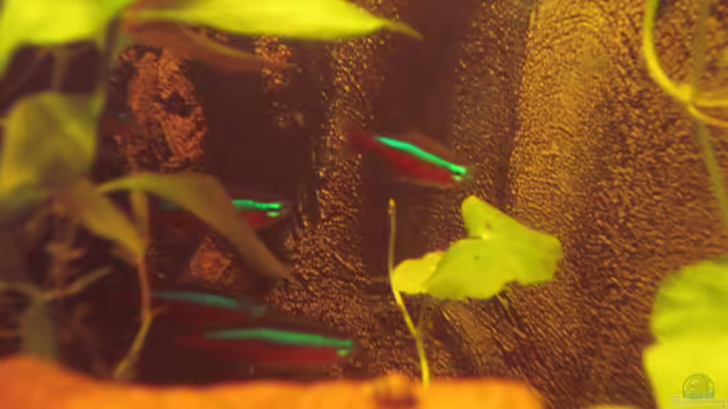 Neon´s kommen aus ihrem neuen Versteck von Südamerikafreak BK (38)