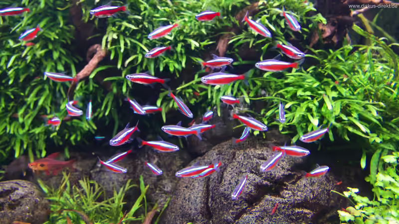 Neons mit ca. 3-4cm von Diskus-Direkt (19)