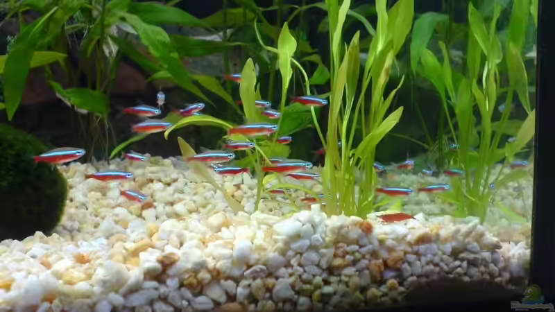 Neons mit roter Garnele ´Nele´ von Oli (16)