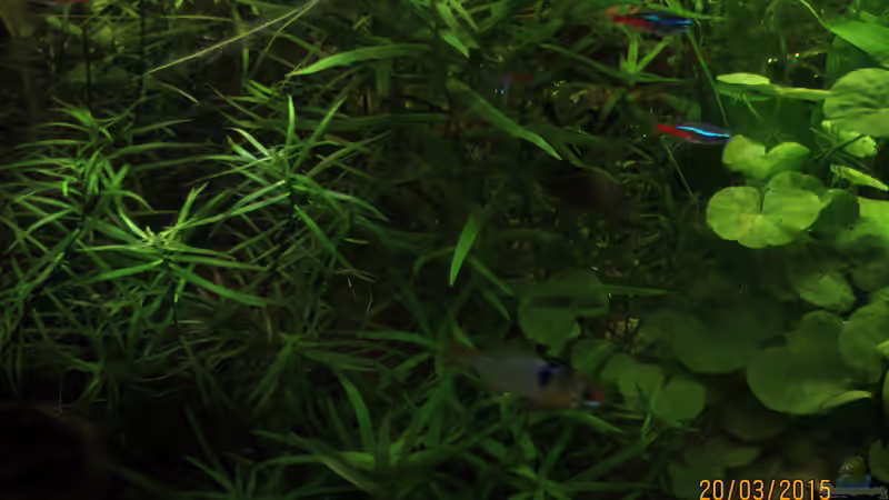 Neons mit Schmetterlingsbuntbarsch von SimonHB (13)