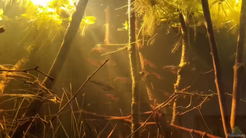 Neons spiegeln an der Oberfläche von Rainooo (57)