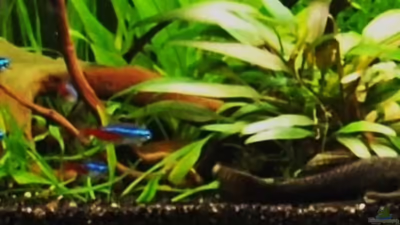 Neons und Antennenwels Männchen von Marion1705 (7)