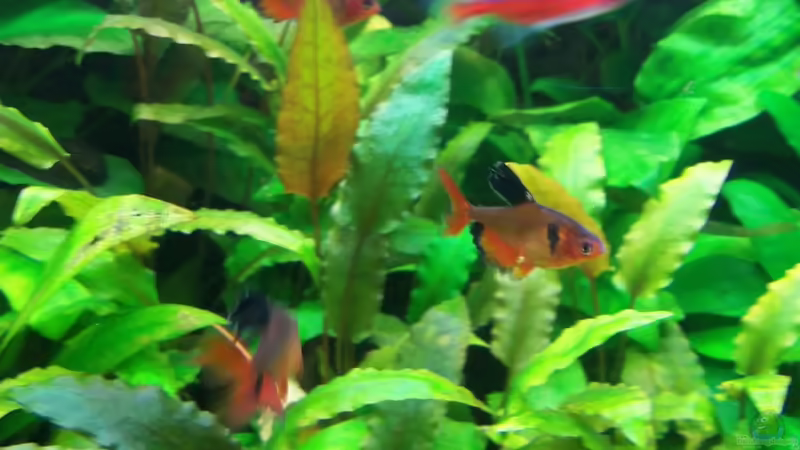 Neons und Blutsalmler von Niko P. (27)