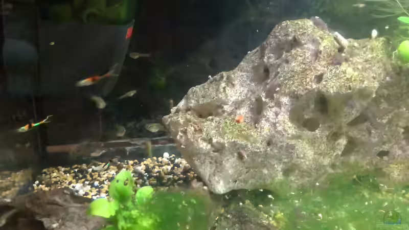 Neons und Guppys im Aquarium