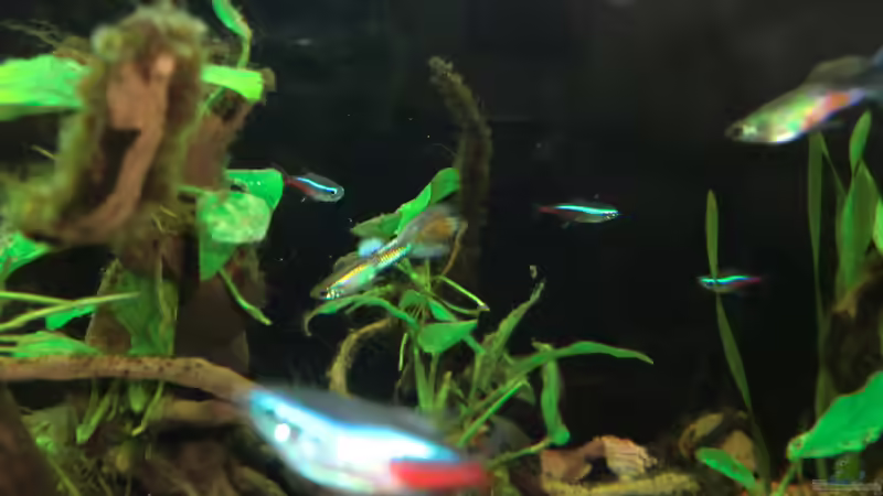 Neons und Guppys von Anna S. B. (16)
