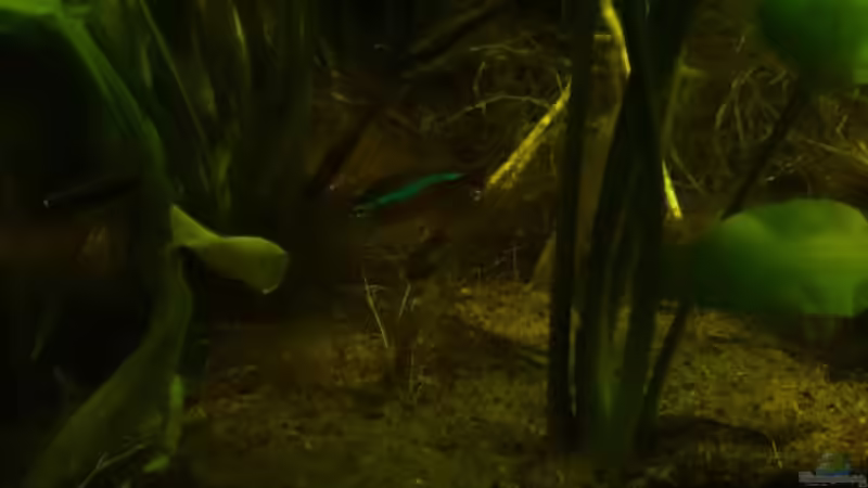 Neons und Kaisersalmler unter den Pflanzen von Karim C (25)