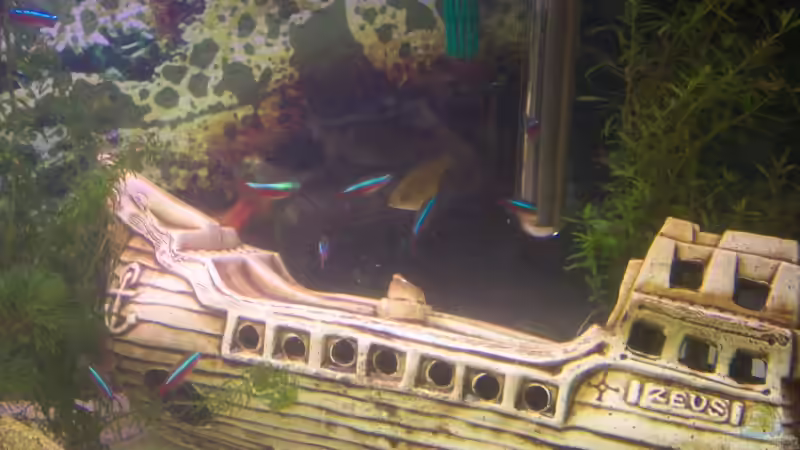 Neons und Prachtbarben von Ingo Dahl (14)