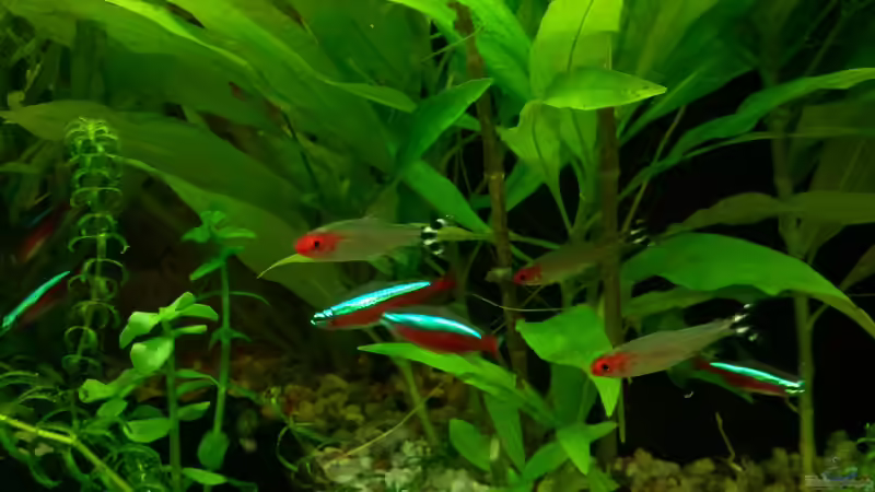 Neons und Rotkopfsalmler von Aquarius (3)