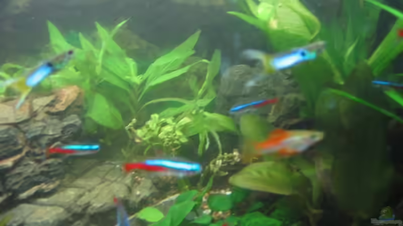 Neons und Schwertträgerweichen von Jonas G. (10)