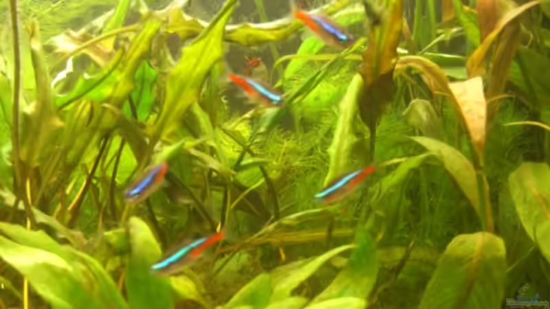 Neons von Alexander Goldschmidt (17)