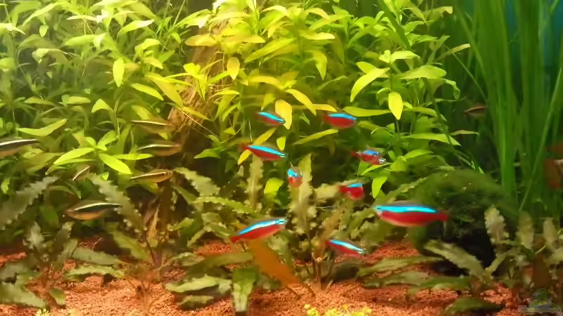 Neon´s von Andy_daHousecat (36)