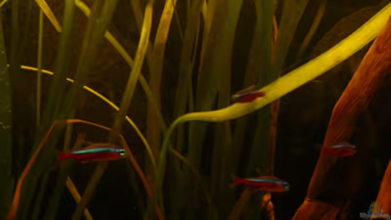 Neons von Cichlid Power (44)
