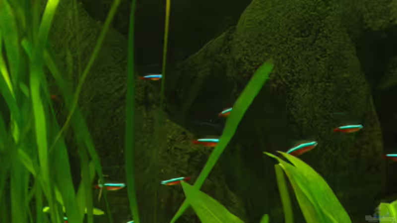 Neons von Cichlid Power (8)