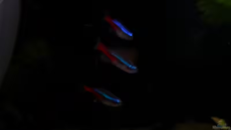 Neons von Claudia Lübke (21)