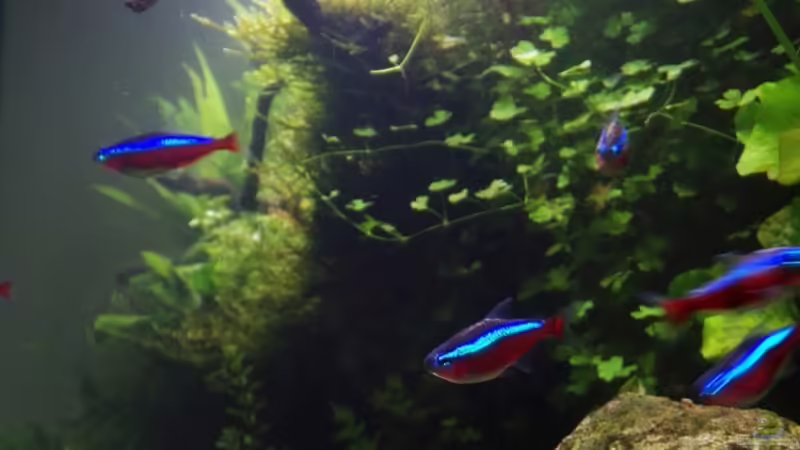 Neons von Der Nicky (64)