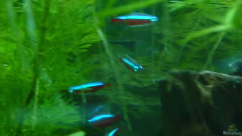 Neons von Diana Wolff (7)