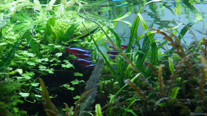 Neons von disco-d (33)