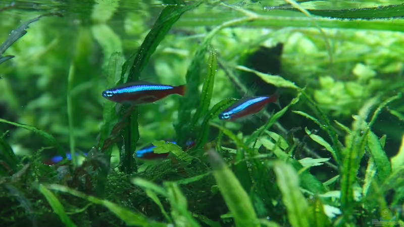 Neons von disco-d (34)