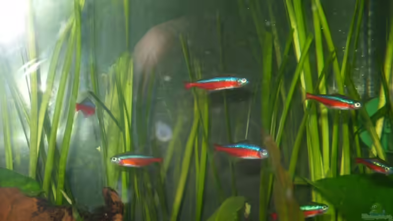 Neon´s von Elmar Langer (13)