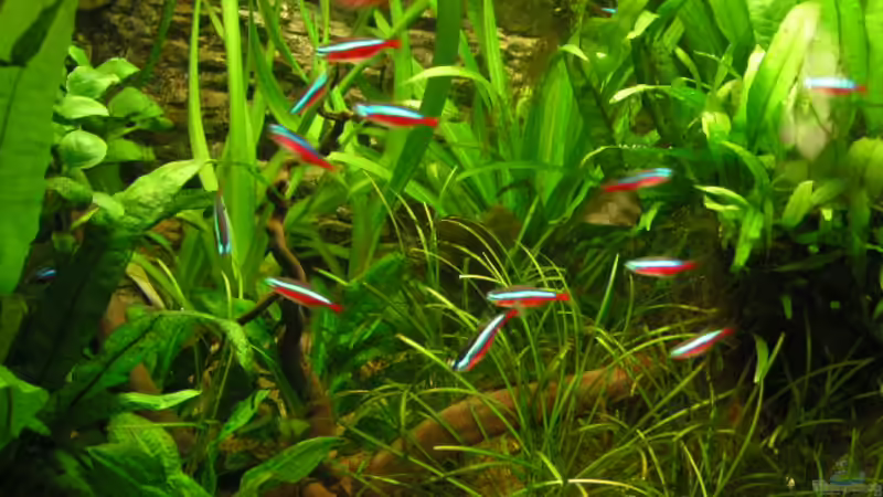 Neons von Heiko Schneider (24)