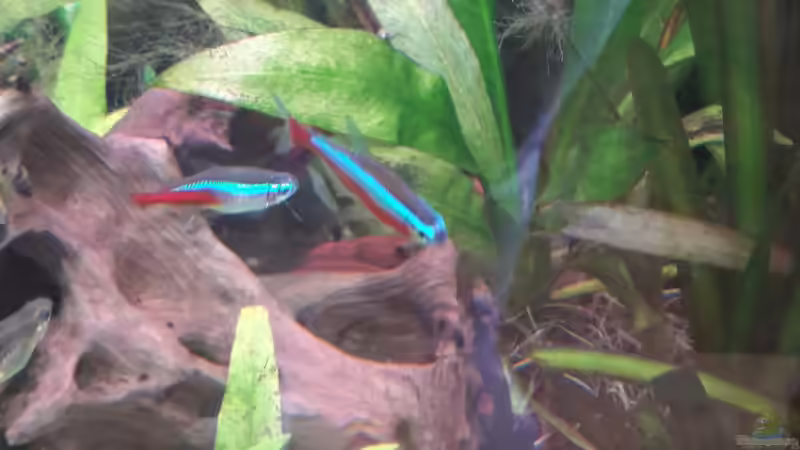 Neons von Kathys 2014 (8)