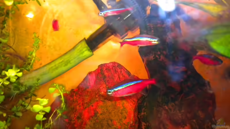 Neons von Marci (22)