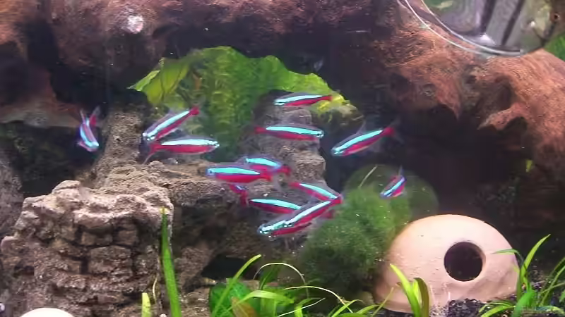 Neons von Mausimaus (3)