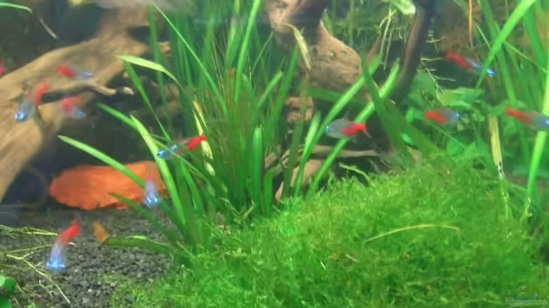 Neon´s von Mellie (16)