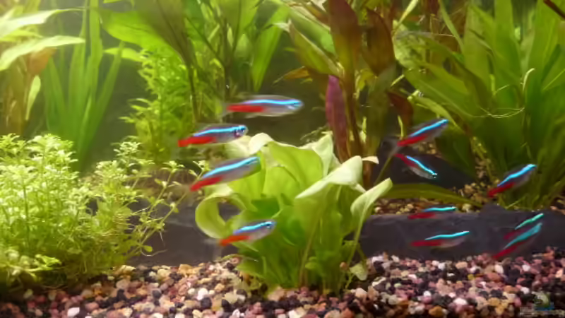 Neon´s von Mr.Zogs (9)