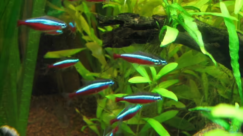 Neons von Patricia (6)