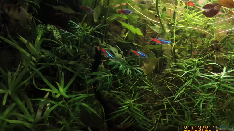 Neons von SimonHB (12)