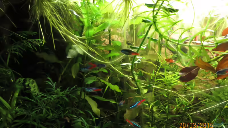 Neons von SimonHB (6)