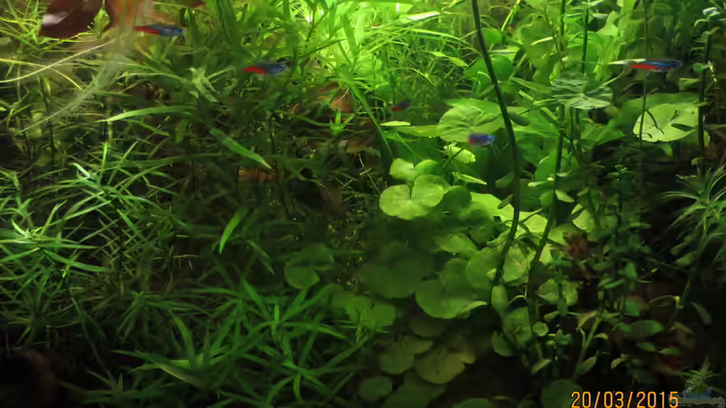 Neons von SimonHB (9)