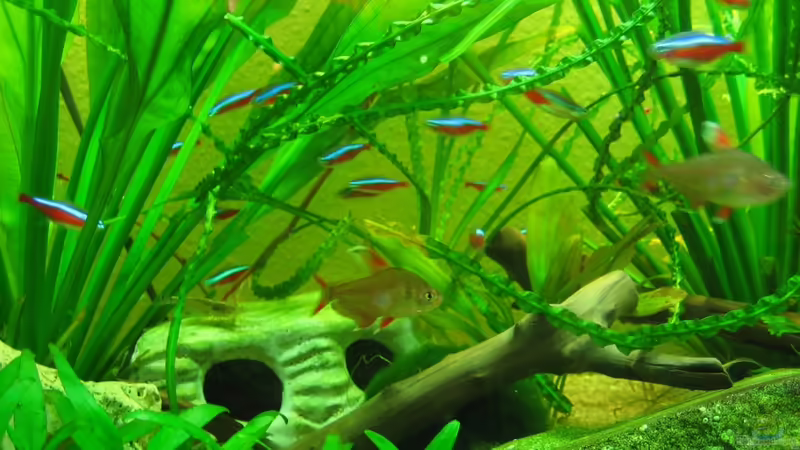 Neons von Sky1706 (5)