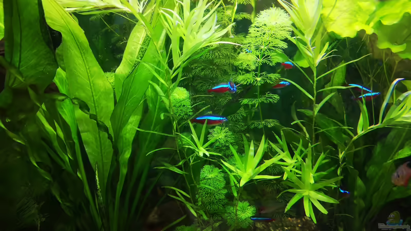 Neons von Sven2501 (28)