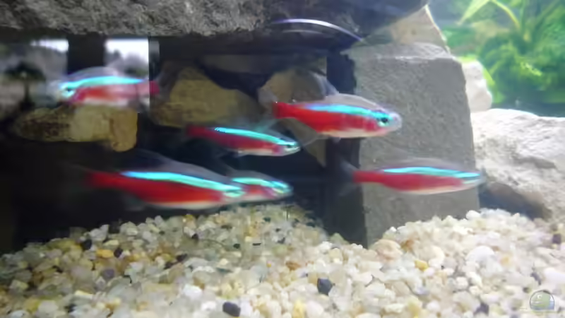 Neons von Todi123 (4)