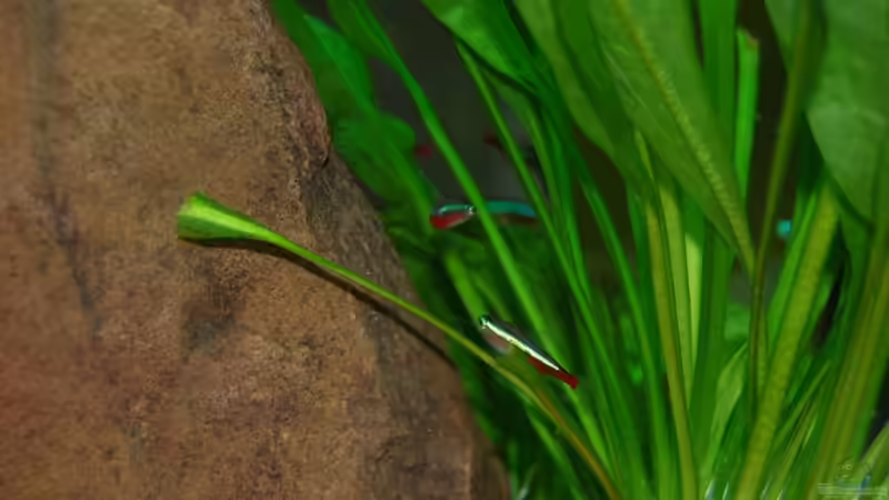 Neons von uschn (12)