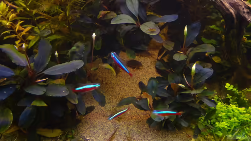 Bucephalandra im Aquarium pflegen (Einrichtungsbeispiele für Bucephalandra-Arten)