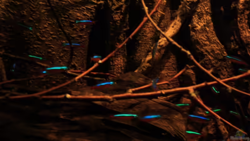 Neons zwischen den ??sten von Florian Bandhauer (57)